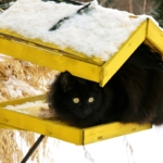 Ovanligt många fall katter som smittats med salmonella – även människor kan drabbas